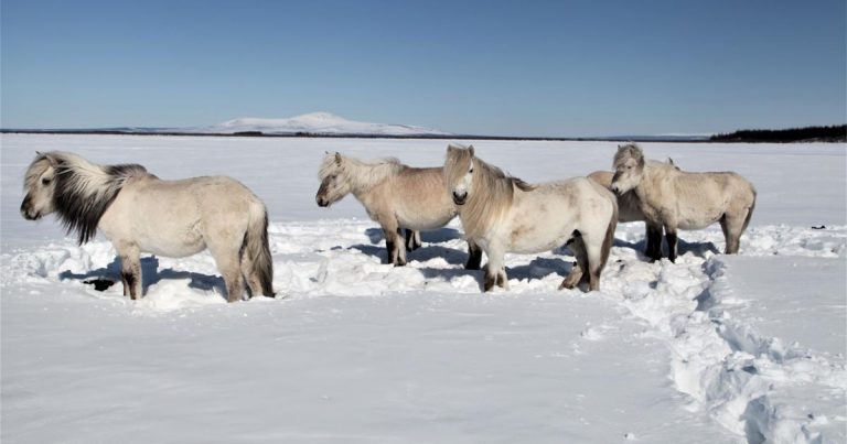 Releasing herds of animals into the Arctic could help fight climate change, study finds