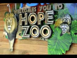 US$10,000 gofundme launched to support animals at Hope Zoo | News