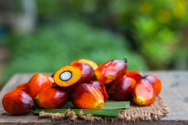 Researchers warn against palm oil ban due to ‘large economic losses’ and risk of ‘even bigger environmental problems’