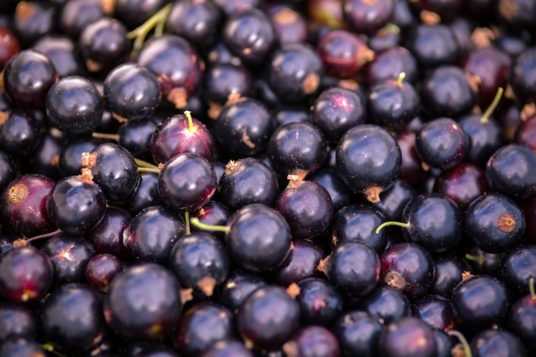 Ribena searches for climate-resilient blackcurrant varieties