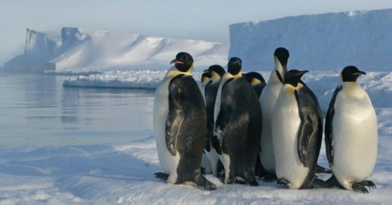 Penguin poop spotted from space reveals hidden colonies in melting region of Antarctica