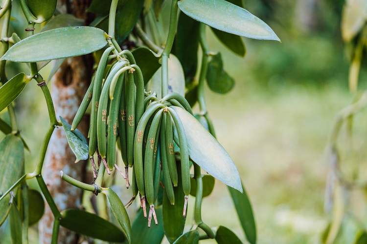 Kellogg commits to 100% responsibly sourced vanilla by 2020