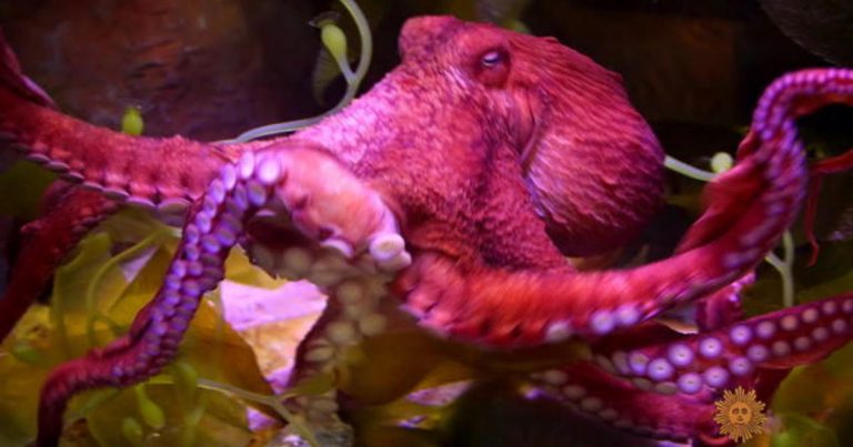 Untangling the mysteries of the octopus