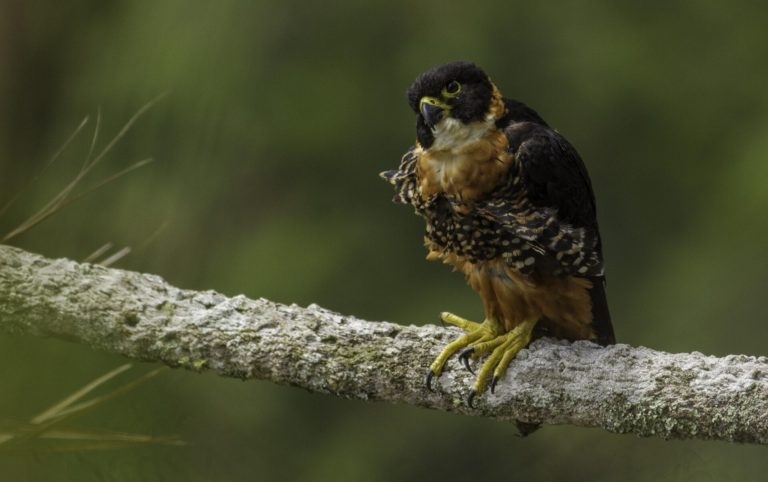 Birding Soars in Belize for a Regenerative Future