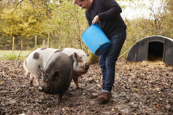 Circular approach could cut meat and dairy emissions by 31% but dietary guidelines would need rethinking