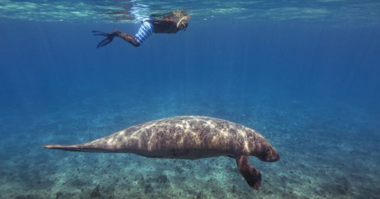 A Spotlight on Manatee Conservation