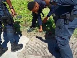 Man in custody over attempted theft of fibre optic cables in St Andrew | News