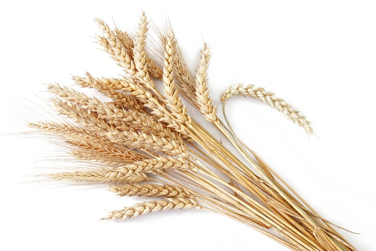 Wheat yields boosted and protein content increased by up to 25%: study